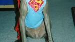 Dolly Loretta as Krypto the Superdog