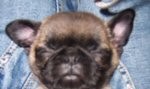Pugsley - baby picture