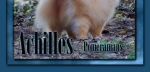 Achilles Pomeranians