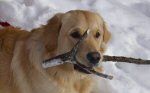 Ziggy loves the snow as much as he loves his sticks!
