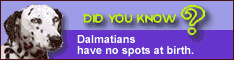Dalmation banner