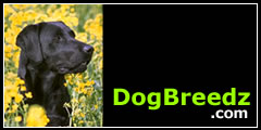 Labrador Retriever pictures, photos, information and Ecards