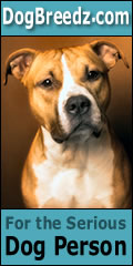 American Staffordshire Terrier pictures, photos and information.