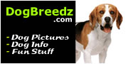 Beagle pictures, photos and information.