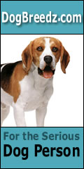 Beagle pictures, photos and information.