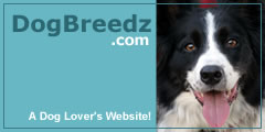 A Dog Lover's Website!