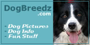 Border Collie pictures, photos and information.