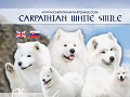 Carpathian White Smile (Slovakia) Photo