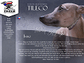 Tileco Italian Greyhound Photo